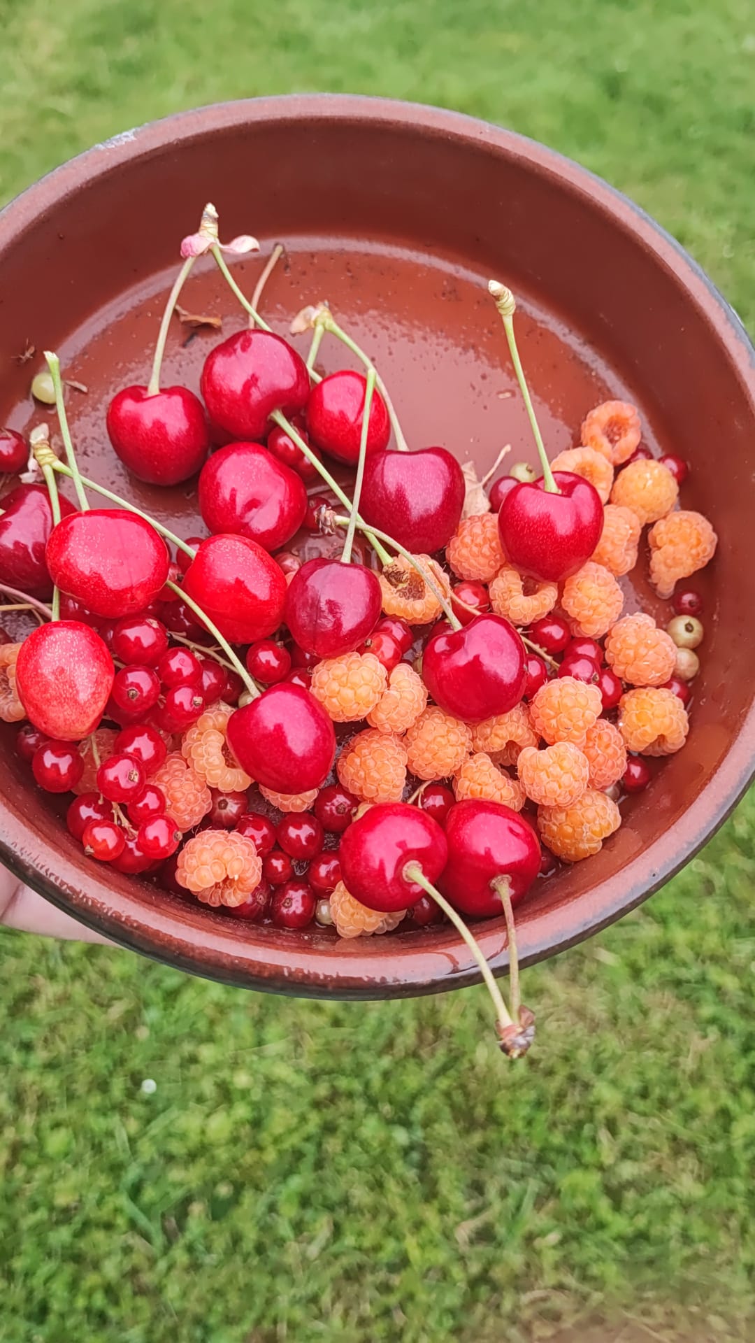 fruits-jardin-cerises-framboises-sarahpoppins Fruits du jardin cueillis avec les enfants — cerises et framboises, éveil au goût et pédagogie Pistoia chez Sarah Poppins Bailly-Romainvilliers